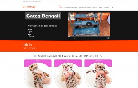 Gato Bengalí