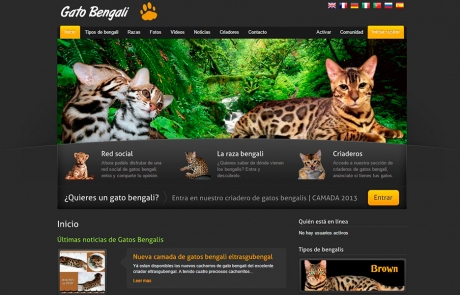 Gatos Bengalí