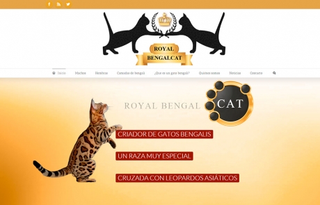 Royal Bengal Cat