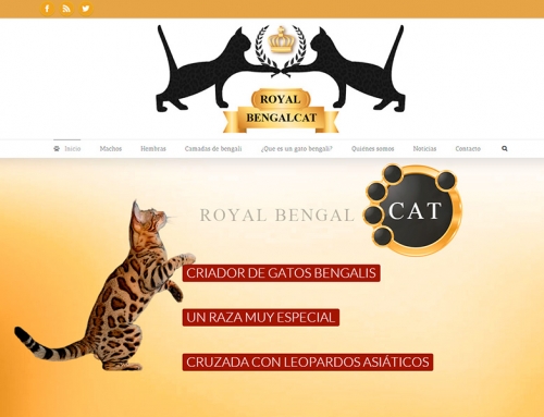 Royal Bengal Cat